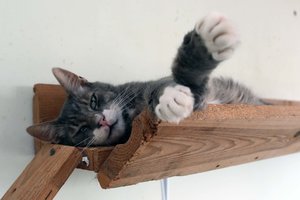 Lietuvos pašonėje masiškai gaišta katės su neįprastais simptomais: tyrimai atskleidė užkrečiamą ligą