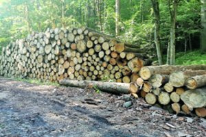 Išvydęs sukrautus rąstus vilnietis iškart ėmė kelti klausimus: specialistai paaiškino situaciją