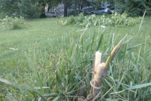 Nebaugina net kameros – medelius išlaužė prie pat komisariato: gyventojai baiminasi, kad vandalai ties tuo nesustos 