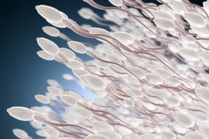 Žmonijai kyla grėsmė: vyrų spermatozoidų lygis pasaulyje sumažėjo perpus