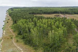 Prokuratūros sprendimas: miško kirtimai Kuršių nerijos nacionaliniame parke teisėti