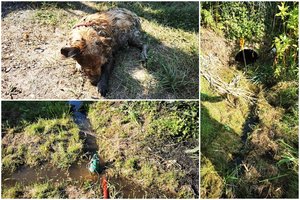 Įtempta šuns gelbėjimo operacija – įstrigęs vamzdyje po keliu vos galėjo kvėpuoti