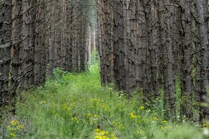 Savivaldybėms skiriama parama miestų miškų sklypų suformavimui ir įregistravimui