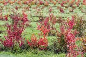 Parama jauniesiems ūkininkams: kuriasi grįžę iš užsienio, ieško nišų