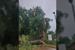 Audros išbandymų neatlaikė seniausia Vilniaus liepa: lūžo vienas iš kamienų