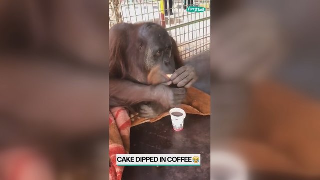 Gyvūnai į mus panašesni, nei galvojome: pamatykite, kaip atrodo orangutano ryto ritualas