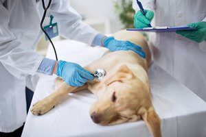 4 sutrikimai, galintys pasireikšti augintiniams po maudynių – veterinarijos specialistė įspėja