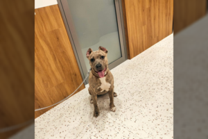 Šunį sužalojo, išmetė iš automobilio ir terorizavo gyvūnų prieglaudą – netrukus sulaukė atpildo