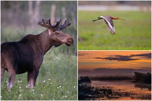 Magiška vieta visai šalia Lietuvos: čia gamtos terapija paveikia net skeptikus