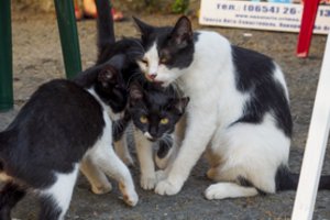 „Kačių saloje“ – maras, kokio istorijoje nebuvo, nugaišo 300 tūkst. murklių: plinta į kitas Europos šalis