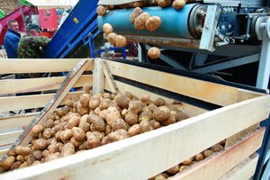 Perkate bulves? Perspėjo, į ką reikia atkreipti dėmesį