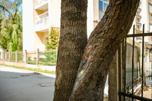 Panevėžiečiai sunerimo ant žaliuojančių medžių išvydę keistus ženklus: „Nejaugi juos ruošiamasi pašalinti“