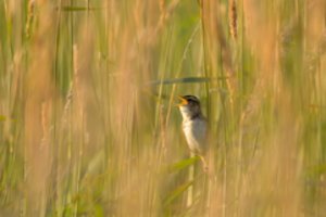 Maloni staigmena Žuvinte: vienos rečiausių giesmininkių Europoje skaičius padidėjo
