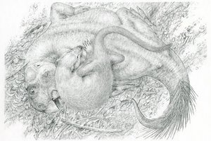 Įspūdingas radinys: aptiko dvikovoje žuvusių žinduolio ir dinozauro fosiliją