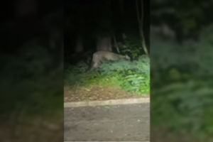 Policija Vokietijos sostinėje ieško palaido liūto: gyventojai įspėti neiti iš namų