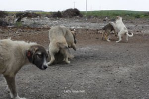 „Apsėdimas“ – Kuršių nerijoje: pajūryje atidaroma neįprasta paroda