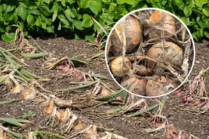 Kada geriausiai nuimti svogūnų derlių, kad jie išsilaikytų iki pavasario: svarbūs keli momentai