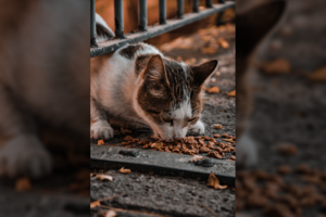 Tyrimas: kačių nosys veikia kaip unikalus aromatų analizės įrankis