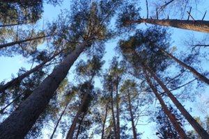 Ignalinos rajone 1200 ha plote išplitęs pušų kenkėjo – pušinio pjūklelio židinys