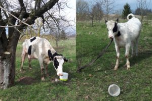 Kraupu, kaip ūkininkė elgėsi su gyvūnais: vietoj pašaro – mėšlas