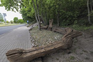 Dėl Juodkrantėje atsirasiančios naujos krepšinio aikštelės teks pašalinti penkis medžius