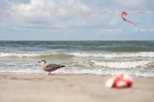 Po avarijos Liepojoje – mokslininko išvada: išsiliejusios nuotekos pavojingos ne tik aplinkai, bet ir žmogui