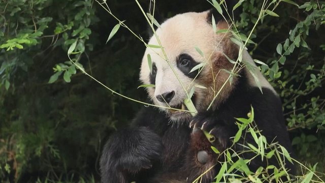 Jautriai į Kiniją išlydėta Prancūzijoje gimusi pirmoji panda: atsisveikinime dalyvavo E. Macrono žmona