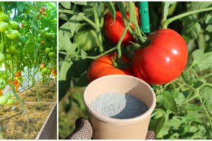 Pomidorų derlių skinsite kibirais, jei baigiantis liepai pasigaminsite šių trąšų