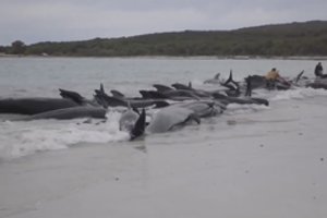 Australijos paplūdimyje nugaišo 97 seklumoje įstrigę banginiai