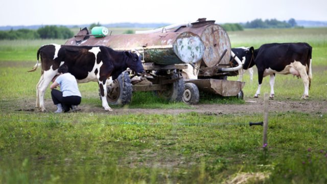 Ūkininkai jaučiasi palikti likimo valiai: pienininkystė žlunga
