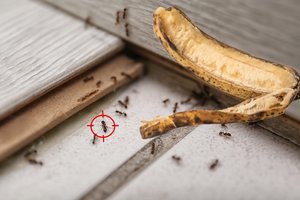 Taip su skruzdėmis turbūt dar nekovojote: pabandykite – tai nieko nekainuos 