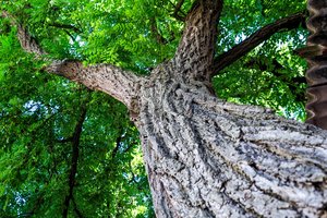 Didėja saugotinų medžių vertė: už jų naikinimą – baudos