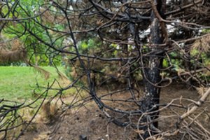 Kauniečiai piktinasi parke suniokotais medžiais, policija tiria visai ką kita