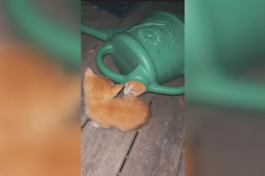 Paslaptingas laistytuvas: prireiks pastangų suskaičiuoti visus kačiukus