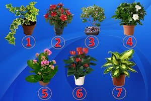 Kokios gėlės norėtumėte savo namuose? Tai atskleidžia, kuo jūs ypatingi