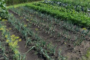 Kas dar to nežinojote: tinkamai parinktos trąšos gali apsaugoti daržoves net nuo gamtos siurprizų