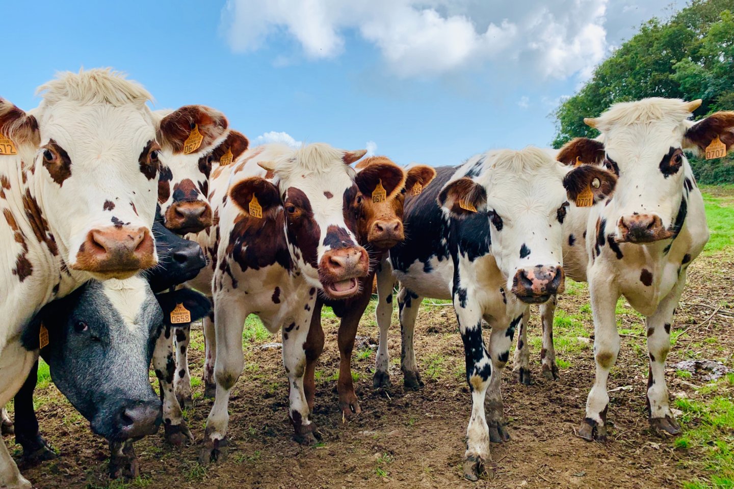 Šalies parduotuvėse jau galima įsigyti vadinamojo funkcinio pieno, kurį duoda karvės, turinčios specialų A2A2 genų derinį, ir nesukeliančio alergijos laktozės netoleruojantiems žmonėms.<br>„Unsplash“ nuotr.