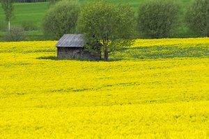 Išvydę rapsų supirkimo kainą, ūkininkai pašiurpo: vadina absoliučiai neadekvačia