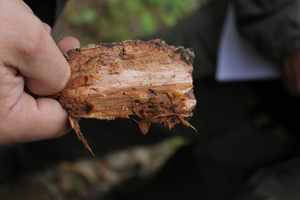 Antakalnyje kenkėjai apniko egles: bus atlikti sanitariniai kirtimai