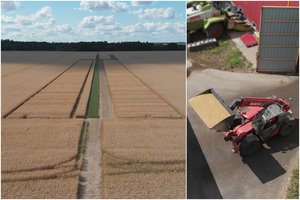 Lietuviai grūdų eksportu prilygsta Vakarų valstybėms, todėl priminė, kokiu keliu neturėtų sukti ūkininkai