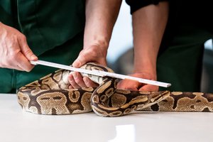 Neeilinis įvykis Lenkijoje: moteris tualete rado 2,5 metro ilgio pitoną