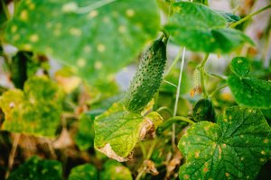 Agurkų lapai ruduoja: turite vienintelį šansą išgelbėti derlių ir turėti jį didelį