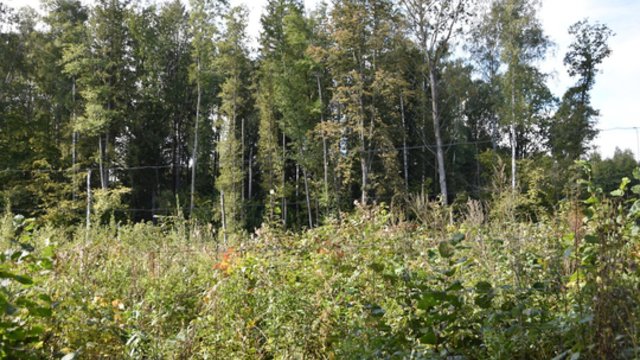 Miškuose – pavojų keliantys kenkėjai: specialistai užsimena apie pasekmes