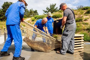 Į Baltijos jūrą paleisti dar šeši Lietuvoje išslaugyti ruoniukai