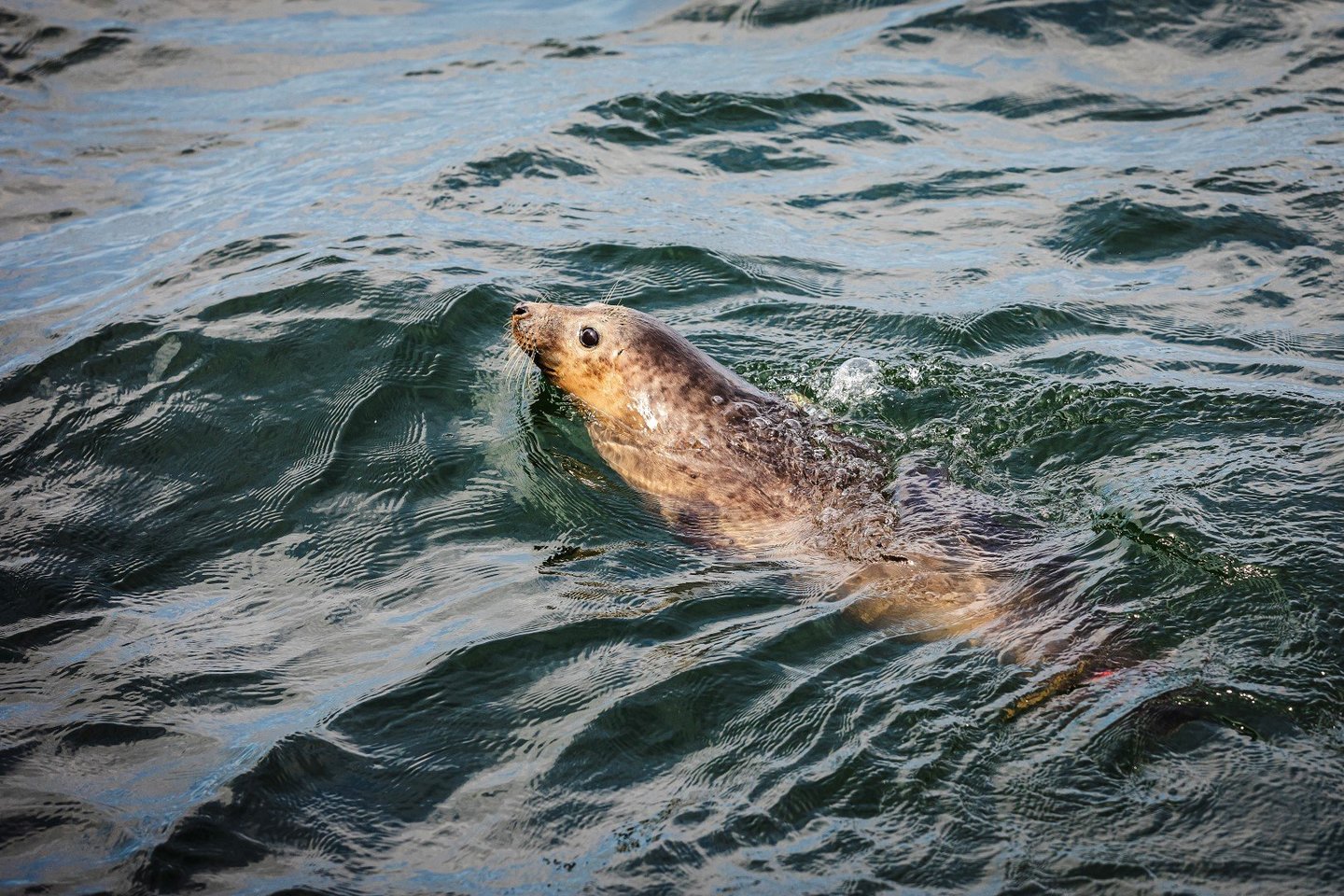 Į Baltijos jūrą grąžinami išslaugyti ruoniukai. <br>Autorių nuotr. 
