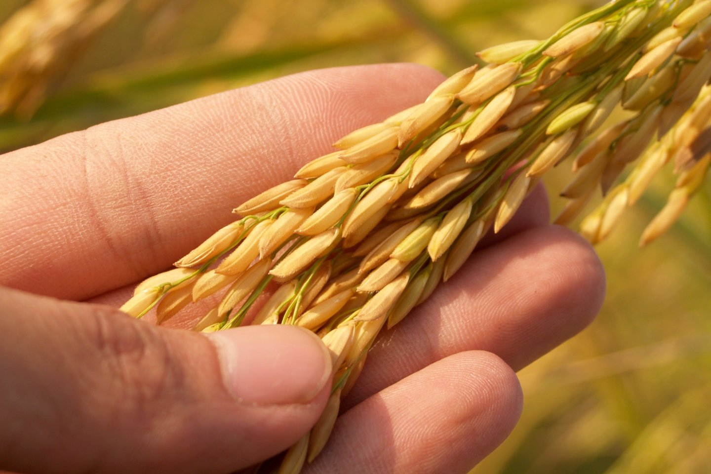 Indija įvedė naujus prekybos ryžiais apribojimus.<br>Pexels nuotr.