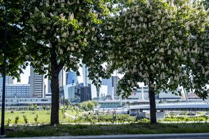 Specialistų pastangos davė vaisių – graudžiai atrodę medžiai šiais metais žaliuoja: padėjo specialios gaudyklės