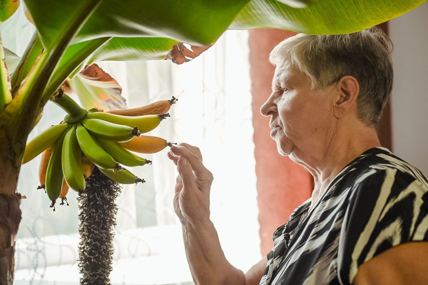 Panevėžio rajono Gailiūnų kaimo gyventoja Marytė Manionienė ragauja saldžius pačios užauginto bananmedžio vaisius.<br>Ž.Večiorkutės/jp.lt nuotr.