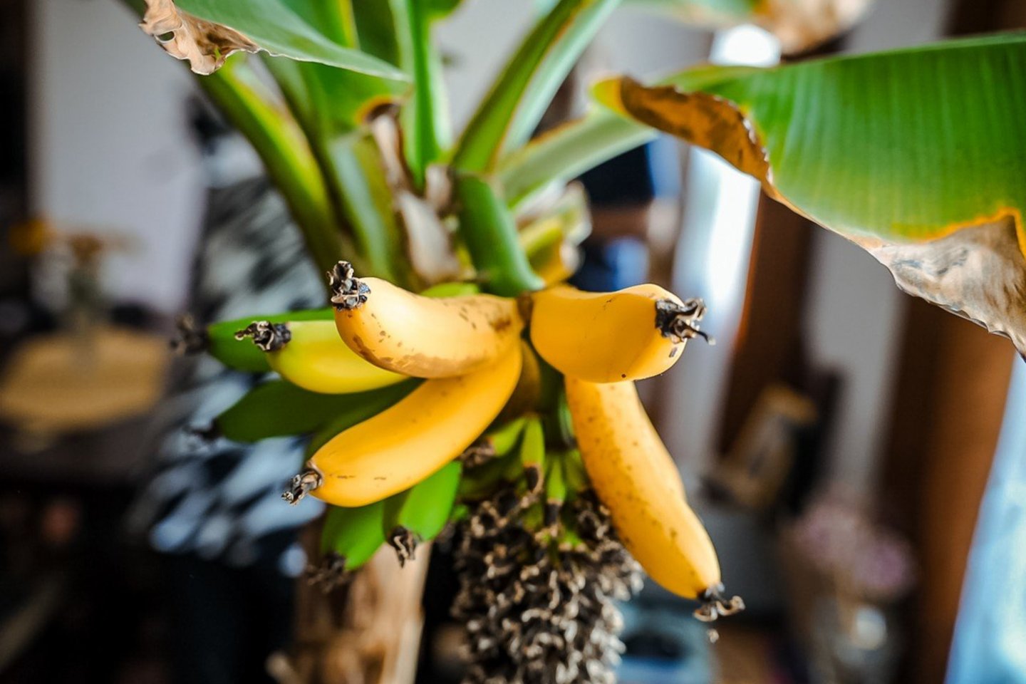 Panevėžio rajono Gailiūnų kaimo gyventoja Marytė Manionienė ragauja saldžius pačios užauginto bananmedžio vaisius.<br>Ž.Večiorkutės/jp.lt nuotr.