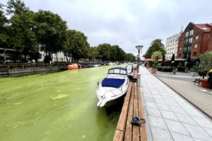 Danės upė nusidažė žaliai: vaizdas dėmesį traukia iš toli